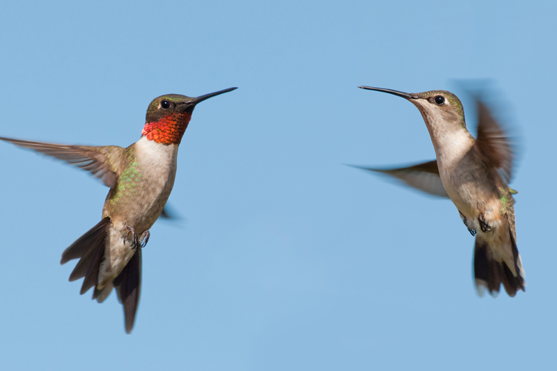 Two hummingbirds flying.